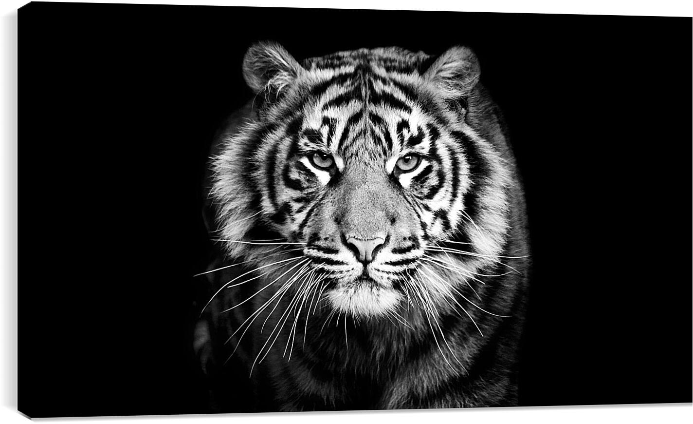Постер и плакат - Белый тигр. Хищник. Крупным планом