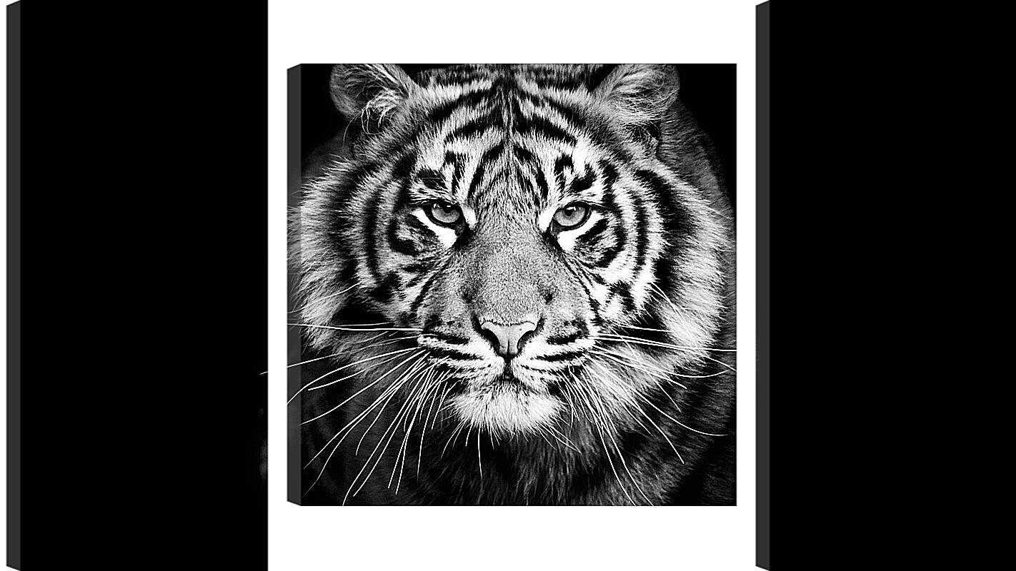 Модульная картина - Белый тигр. Хищник. Крупным планом