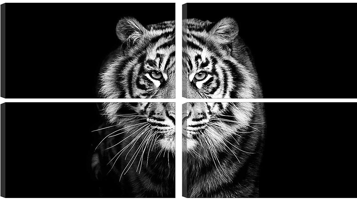 Модульная картина - Белый тигр. Хищник. Крупным планом
