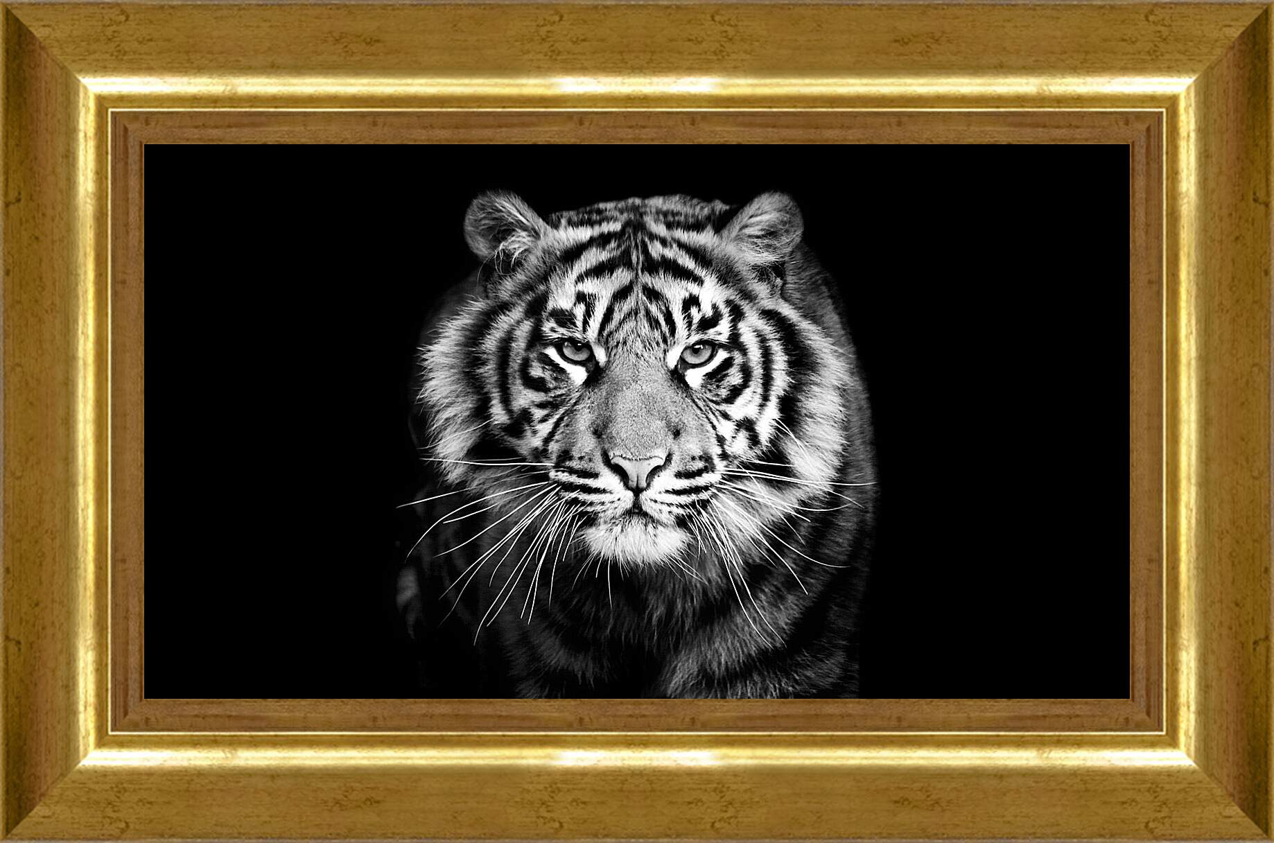 Картина в раме - Белый тигр. Хищник. Крупным планом
