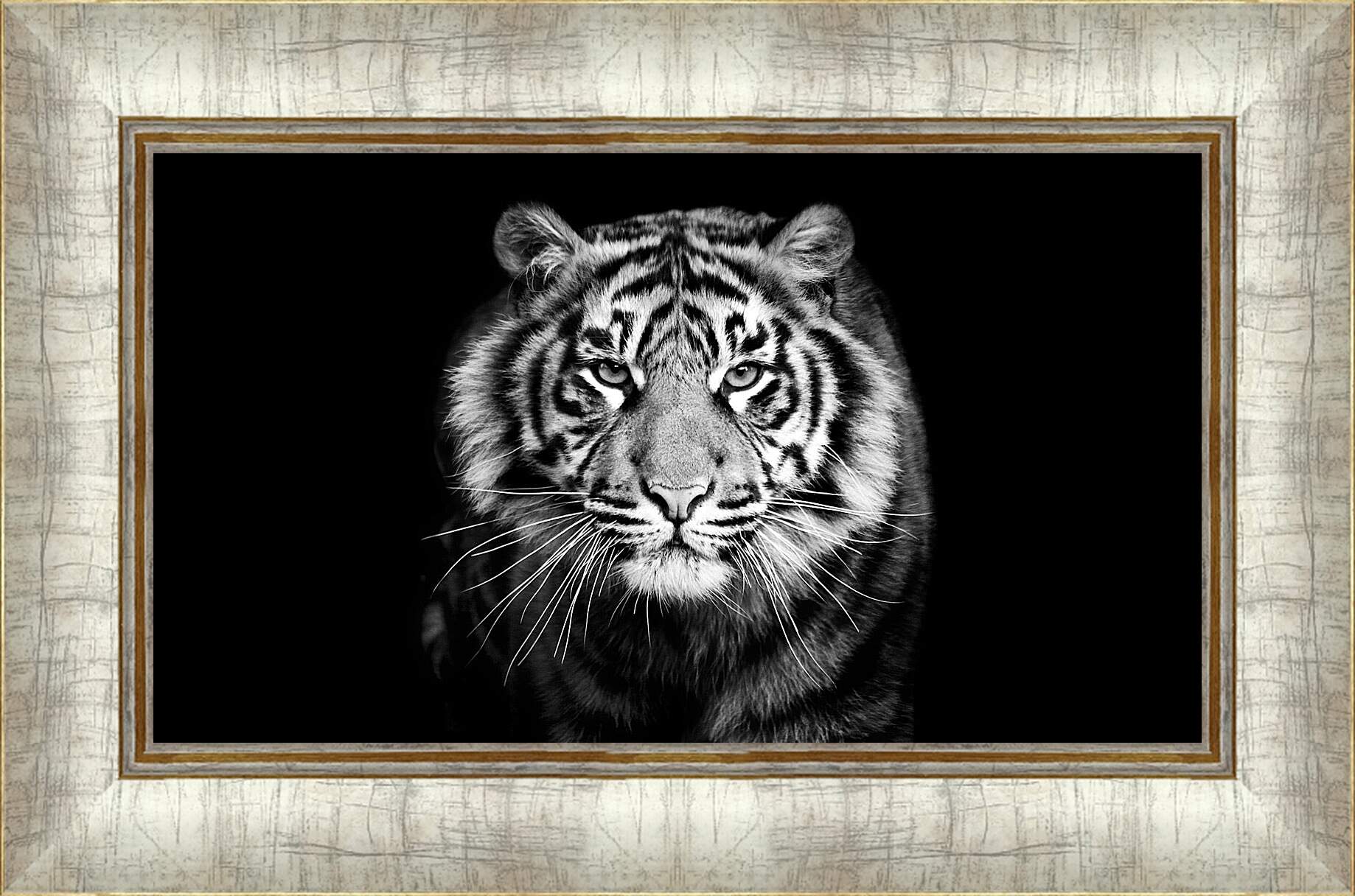 Картина в раме - Белый тигр. Хищник. Крупным планом