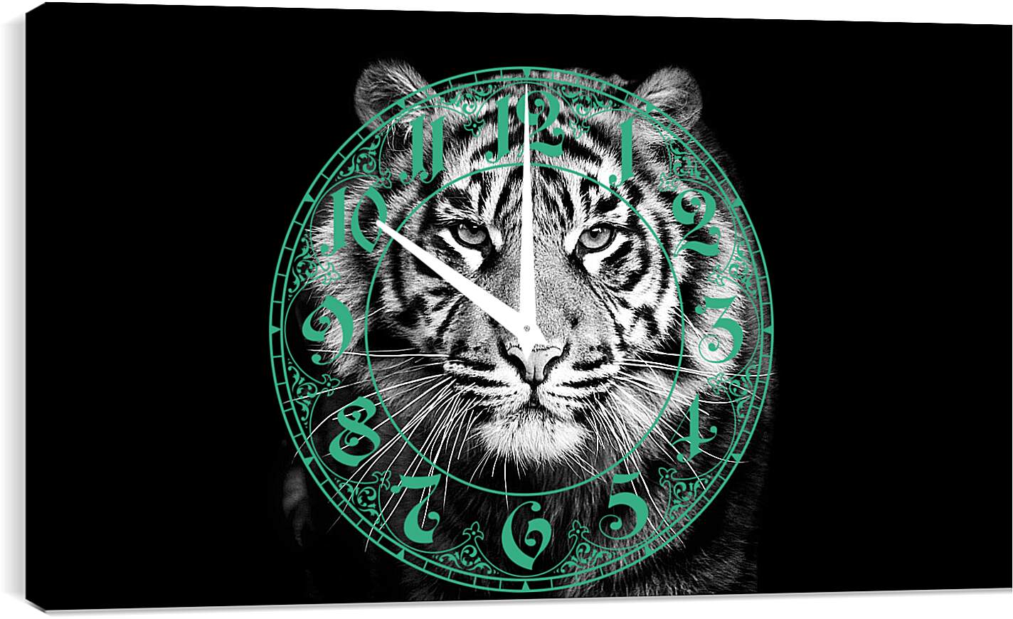 Часы картина - Белый тигр. Хищник. Крупным планом