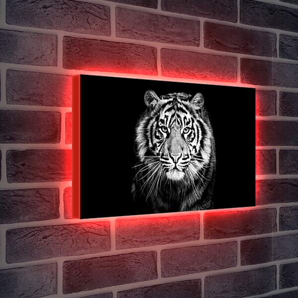 Лайтбокс световая панель - Белый тигр. Хищник. Крупным планом