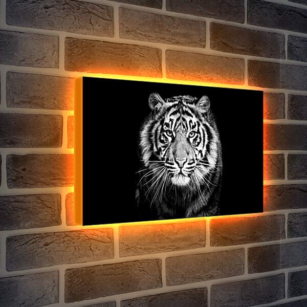 Лайтбокс световая панель - Белый тигр. Хищник. Крупным планом