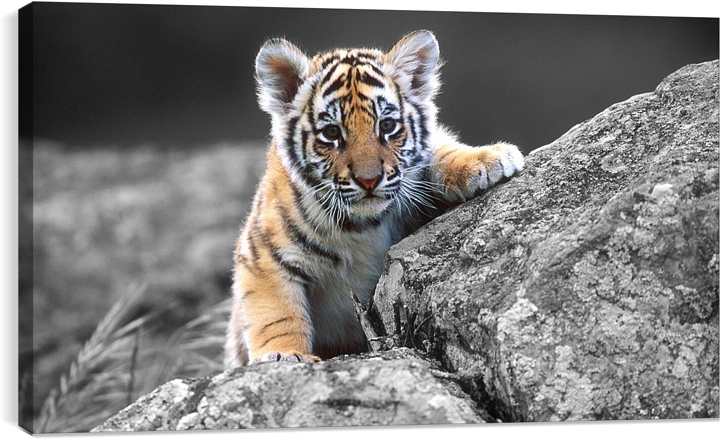 Постер и плакат - Бенгальский тигренок. Маленькая кошка. Животные