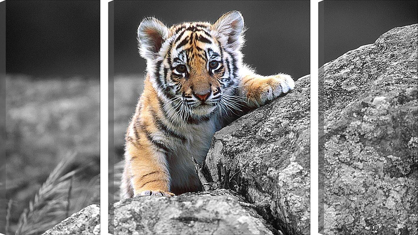 Модульная картина - Бенгальский тигренок. Маленькая кошка. Животные
