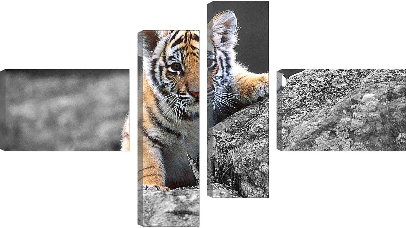 Модульная картина - Бенгальский тигренок. Маленькая кошка. Животные