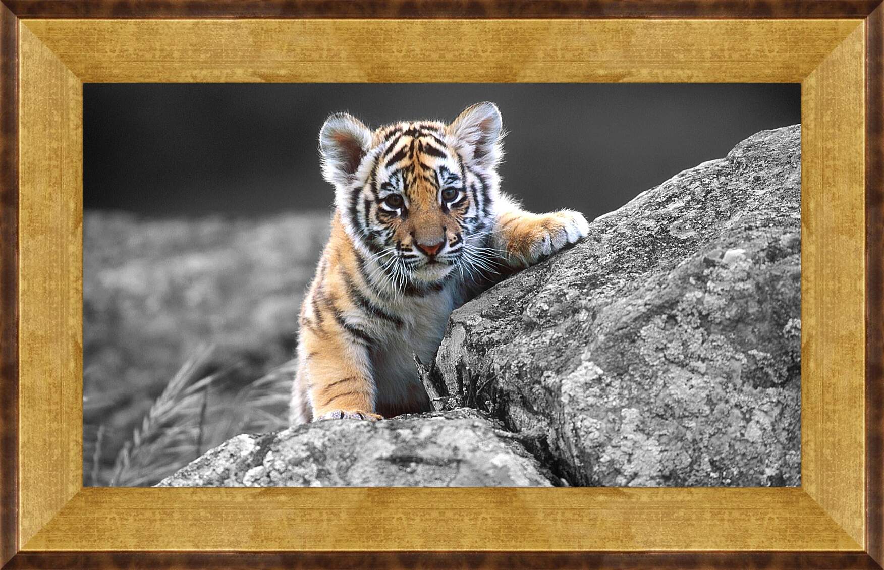 Картина в раме - Бенгальский тигренок. Маленькая кошка. Животные
