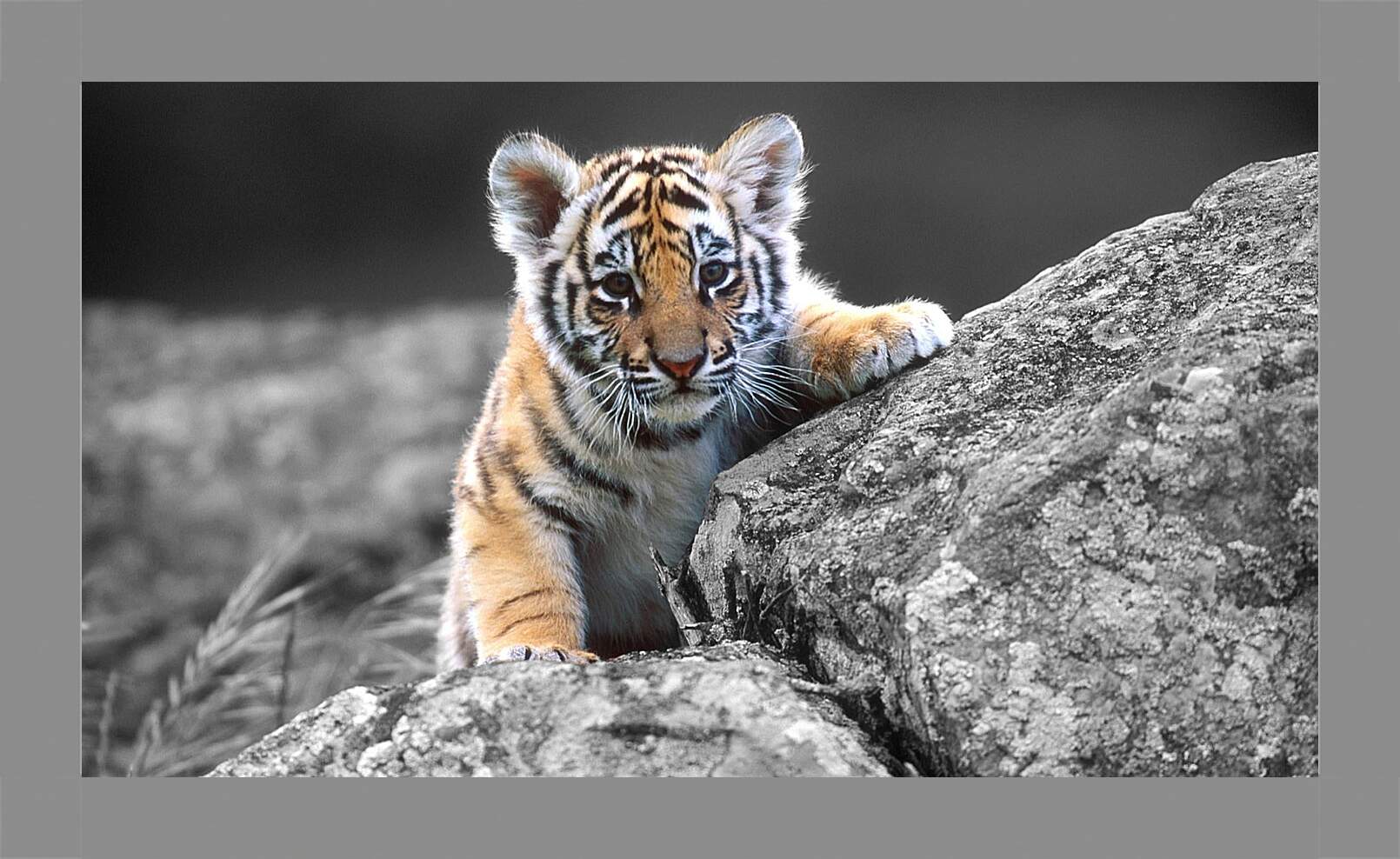 Картина в раме - Бенгальский тигренок. Маленькая кошка. Животные