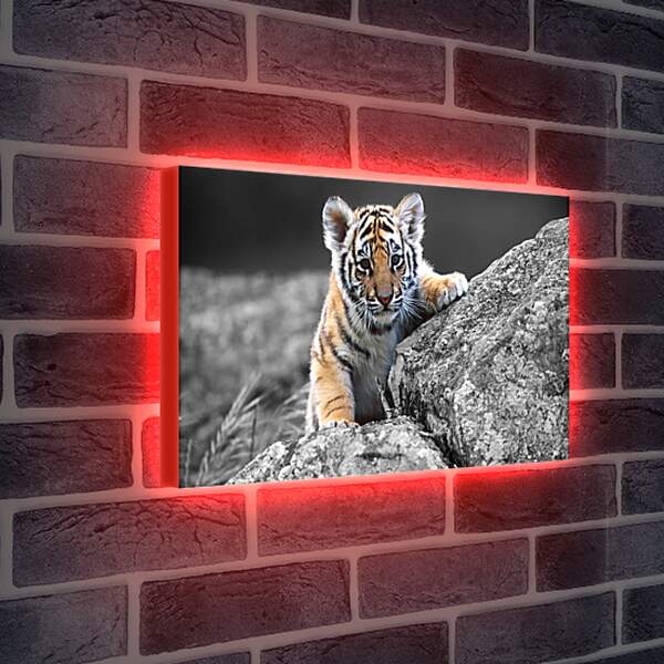 Лайтбокс световая панель - Бенгальский тигренок. Маленькая кошка. Животные