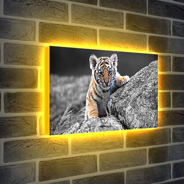Лайтбокс световая панель - Бенгальский тигренок. Маленькая кошка. Животные