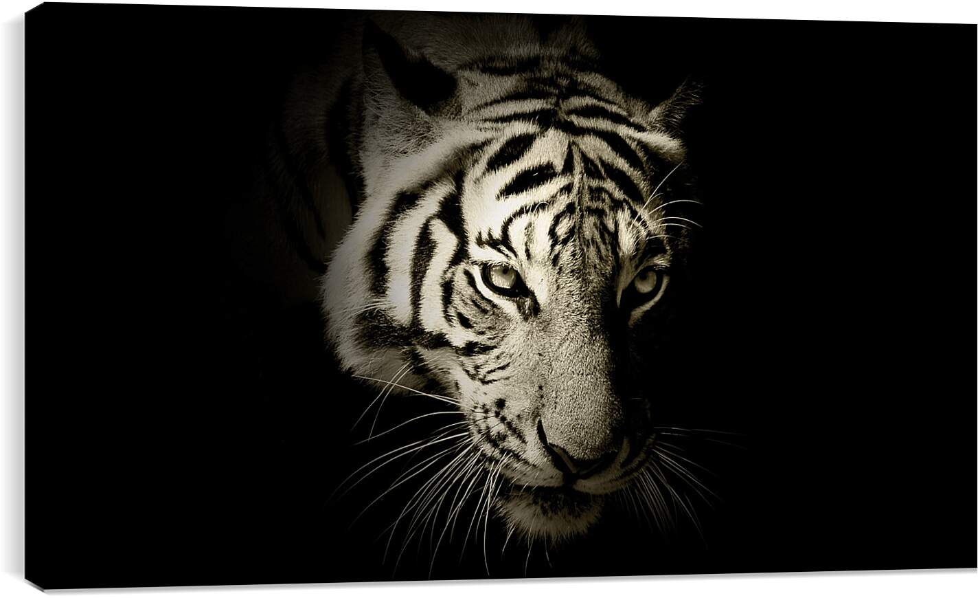 Постер и плакат - Белый тигр. темнота
