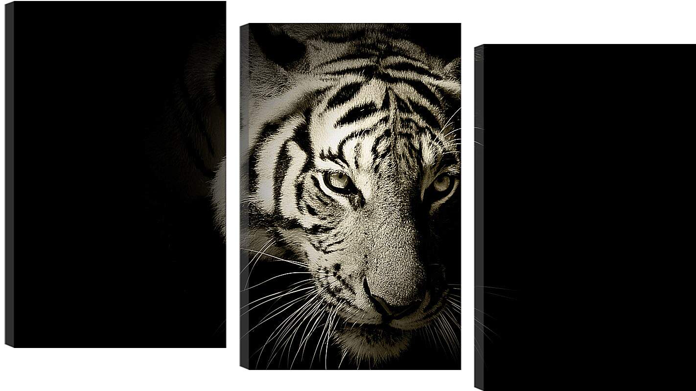 Модульная картина - Белый тигр. темнота