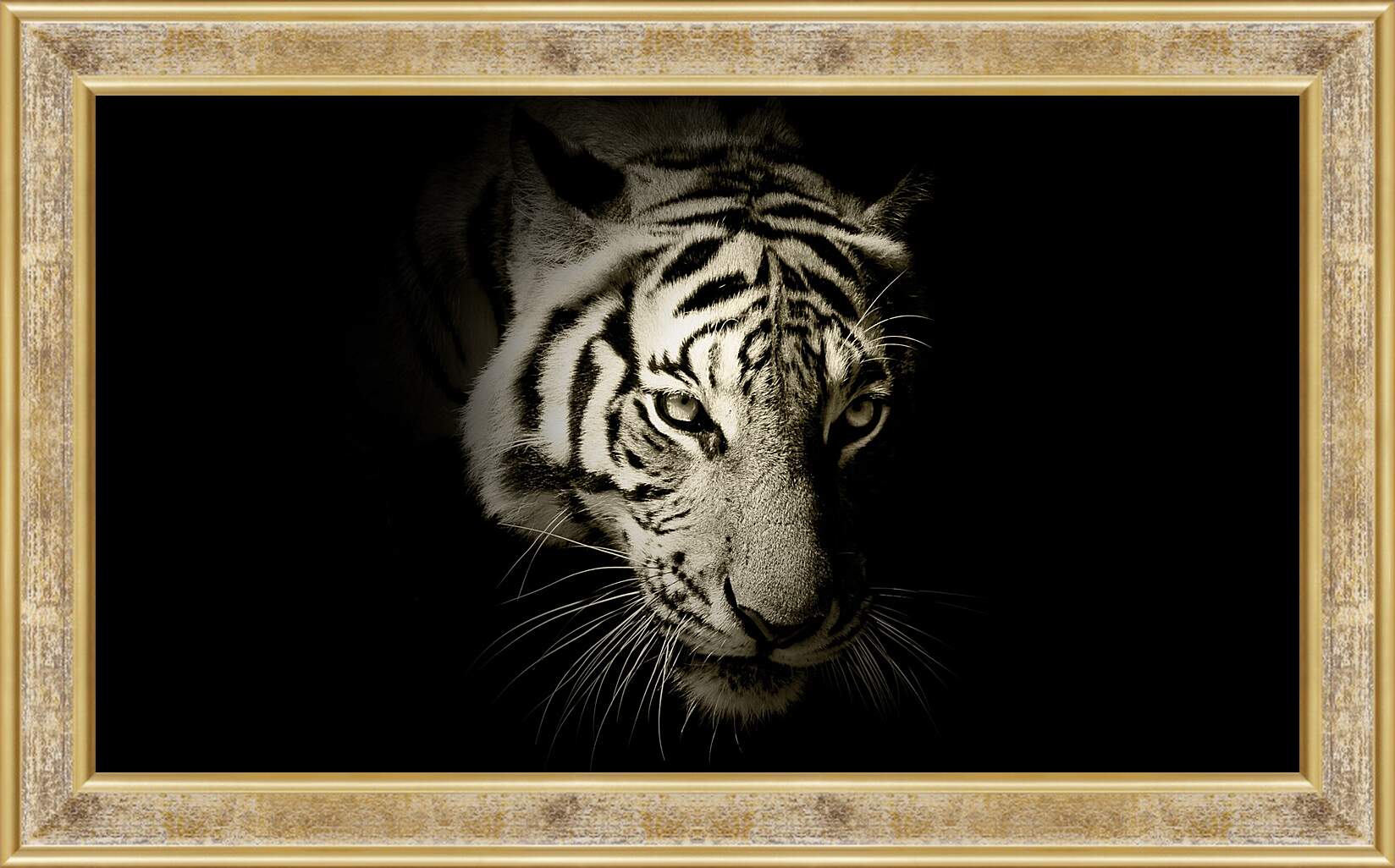 Картина в раме - Белый тигр. темнота