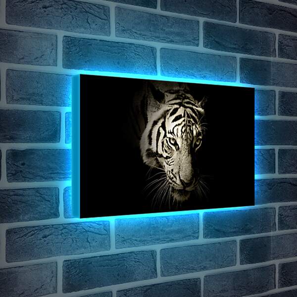 Лайтбокс световая панель - Белый тигр. темнота