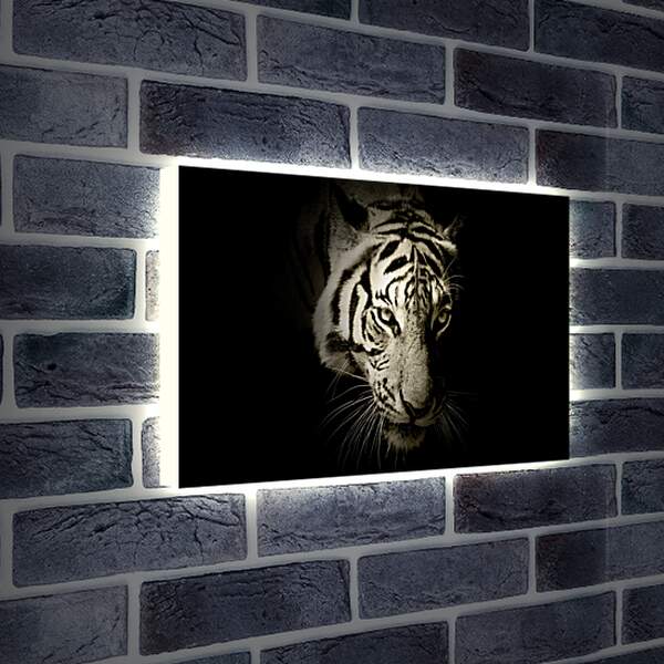 Лайтбокс световая панель - Белый тигр. темнота