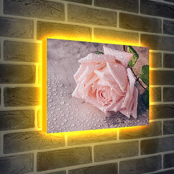 Лайтбокс световая панель - Роза