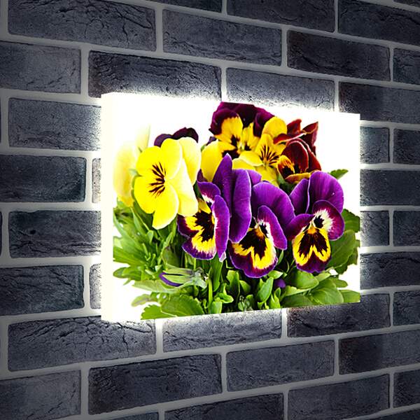Лайтбокс световая панель - Анютины глазки фиолетовые и желтые