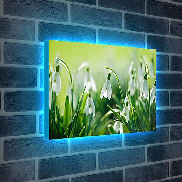 Лайтбокс световая панель - Подснежники в зеленой траве