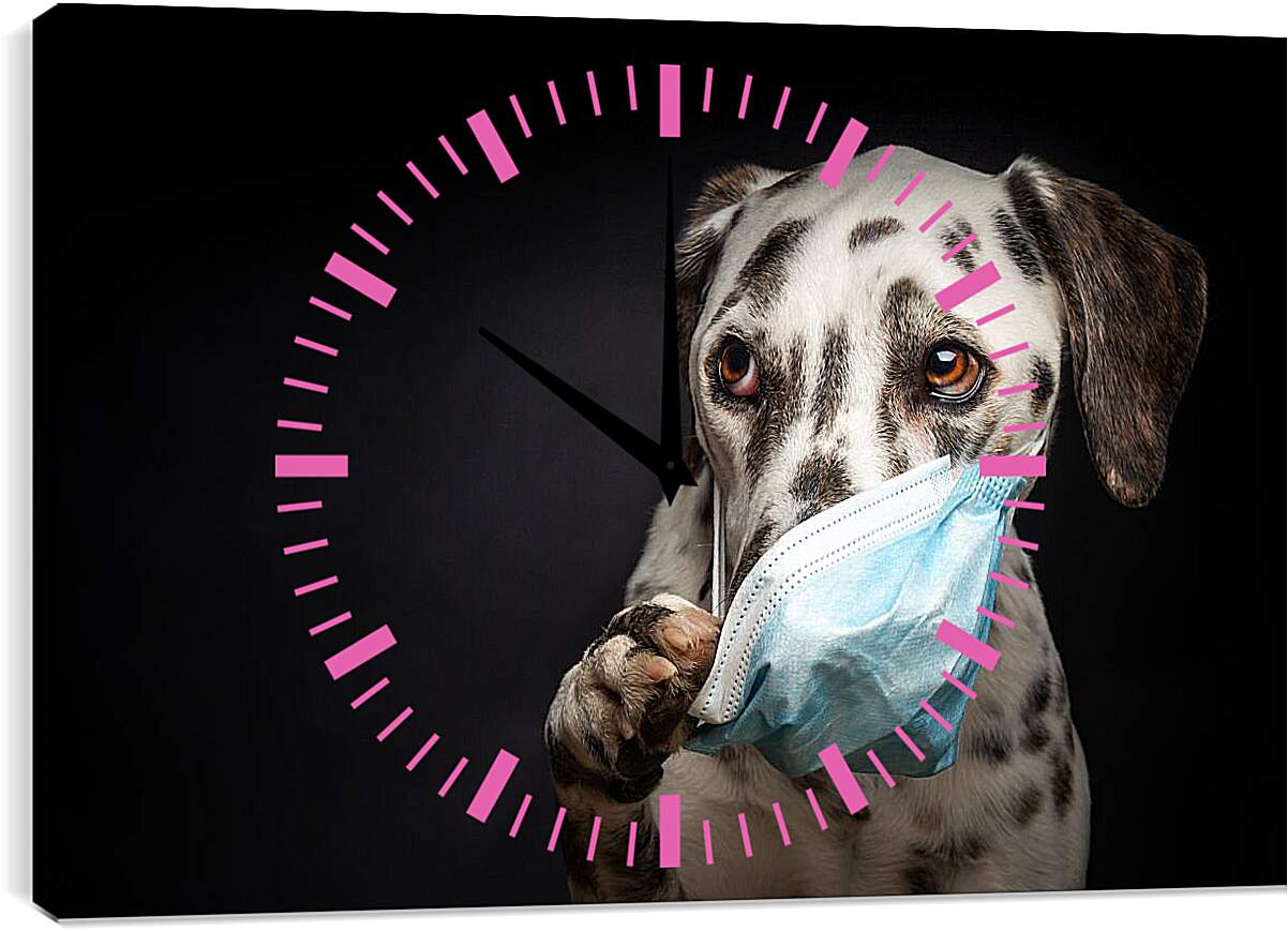 Часы картина - Далматин в медицинской маске