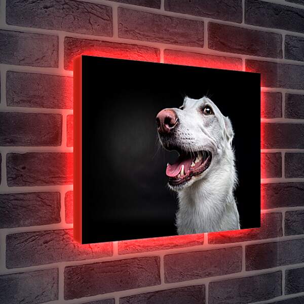 Лайтбокс световая панель - Собака
