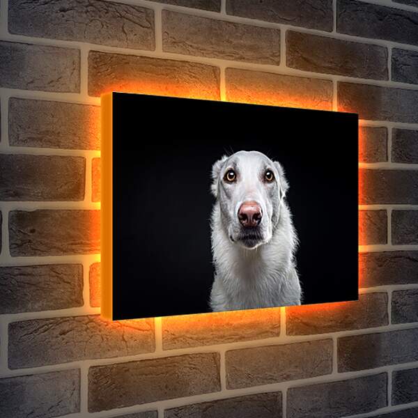 Лайтбокс световая панель - Собака