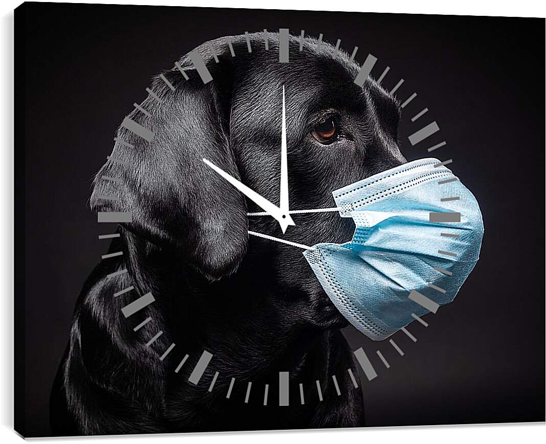 Часы картина - Дог в медицинской маске