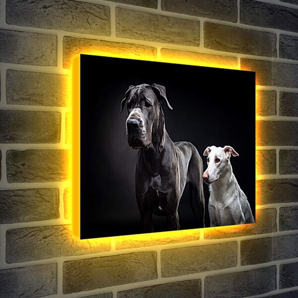 Лайтбокс световая панель - Две собаки