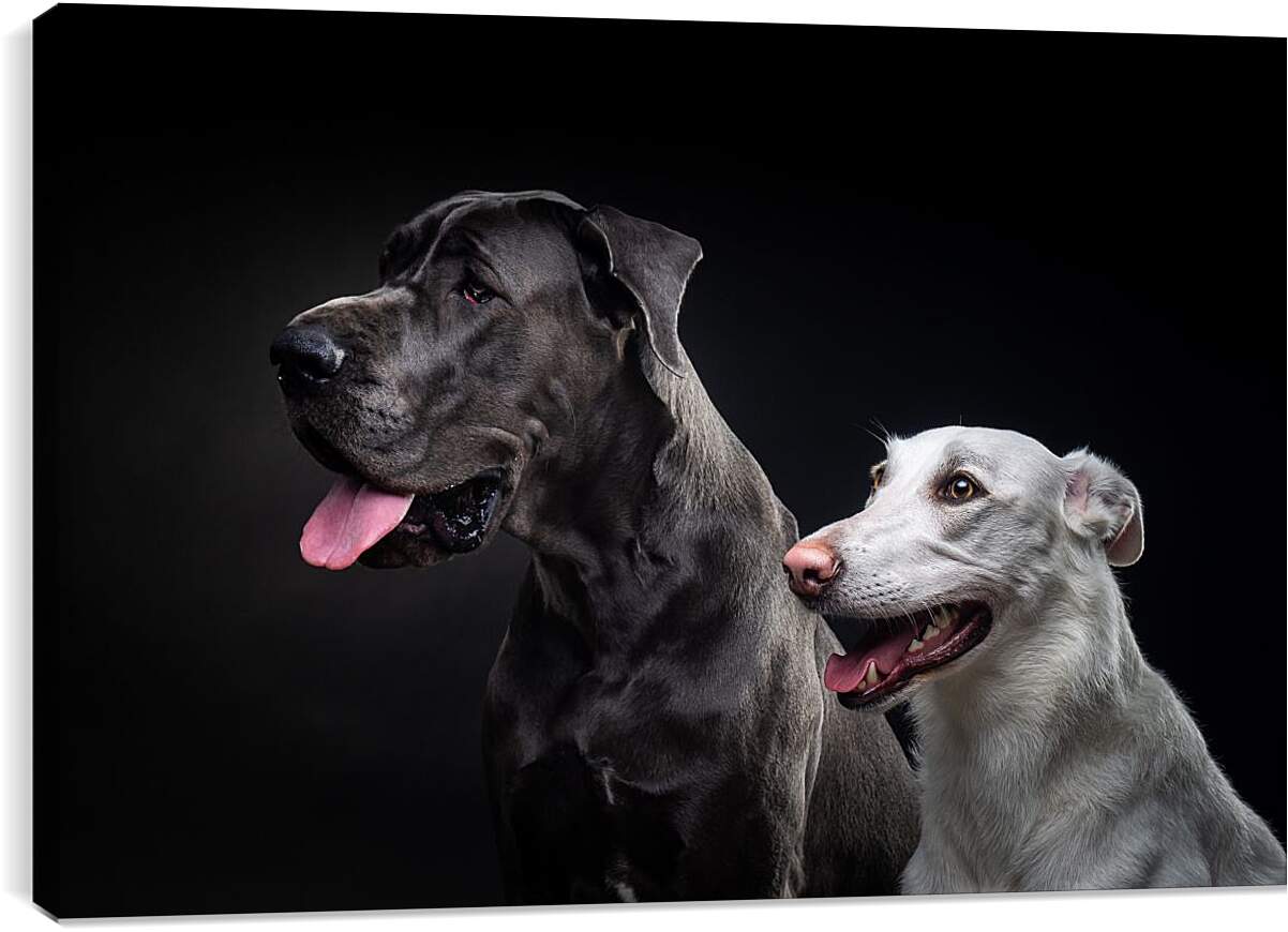 Постер и плакат - Две собаки