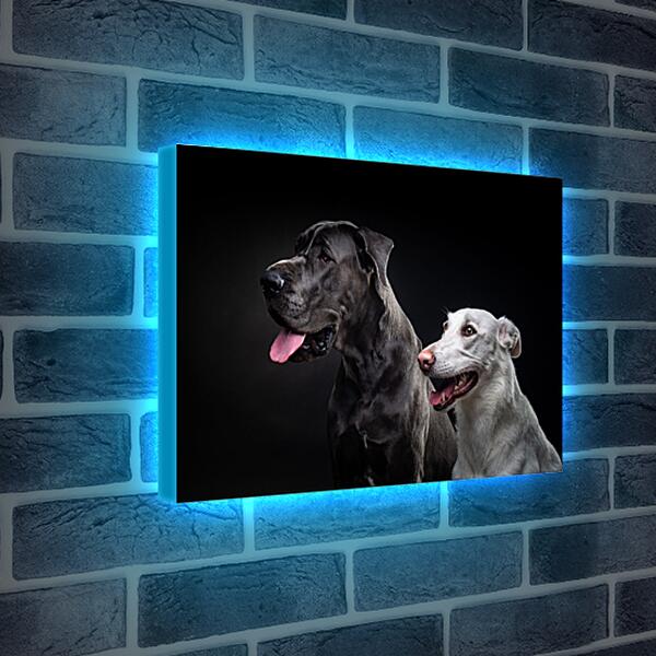 Лайтбокс световая панель - Две собаки