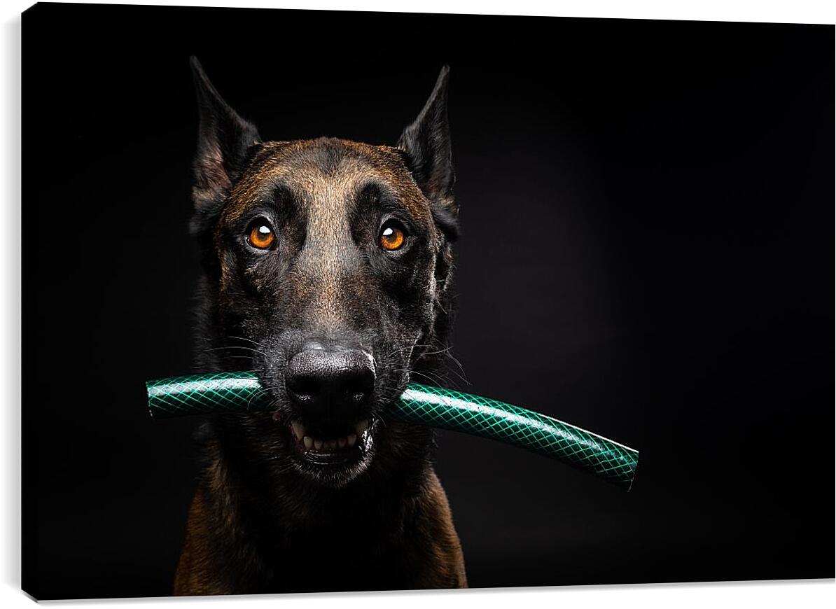 Постер и плакат - Собака с палкой в зубах