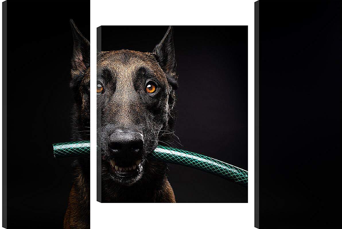 Модульная картина - Собака с палкой в зубах