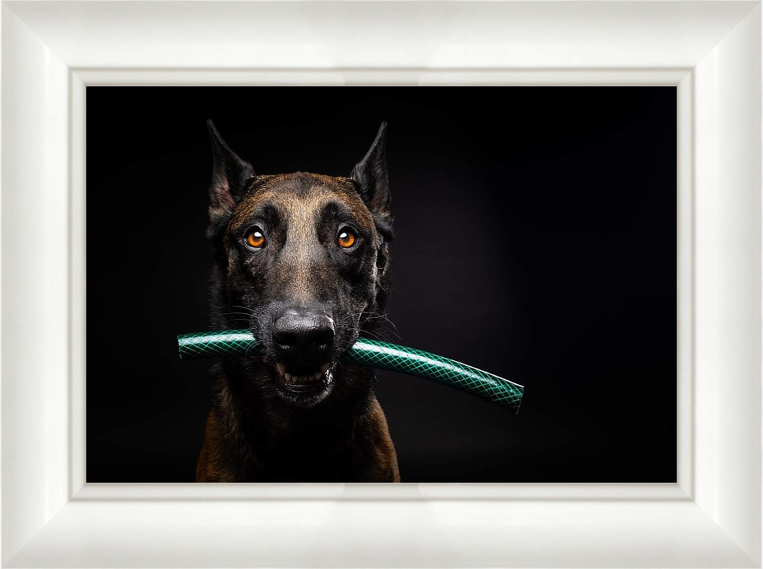 Картина в раме - Собака с палкой в зубах