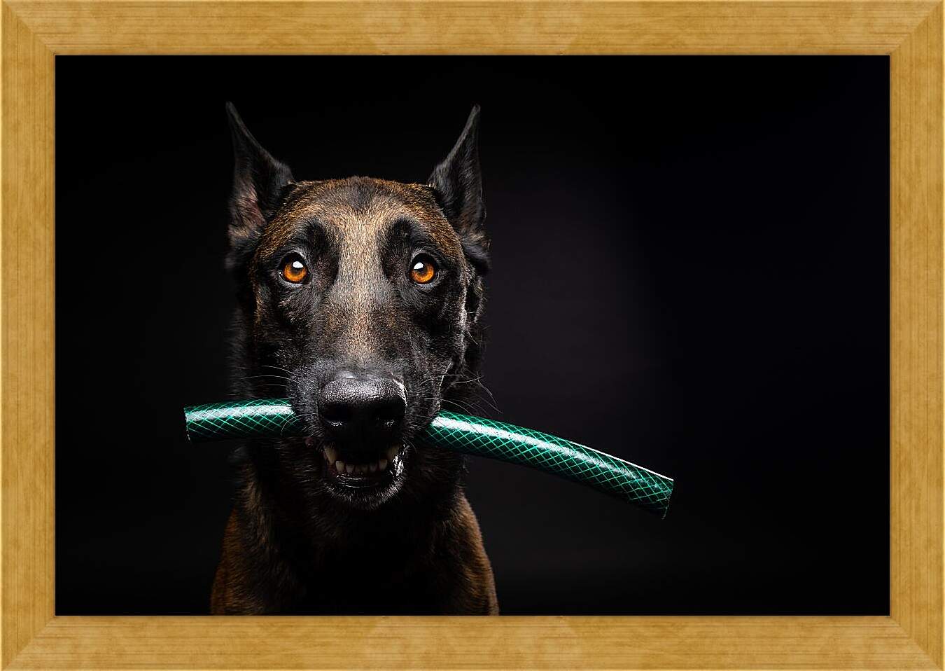 Картина в раме - Собака с палкой в зубах