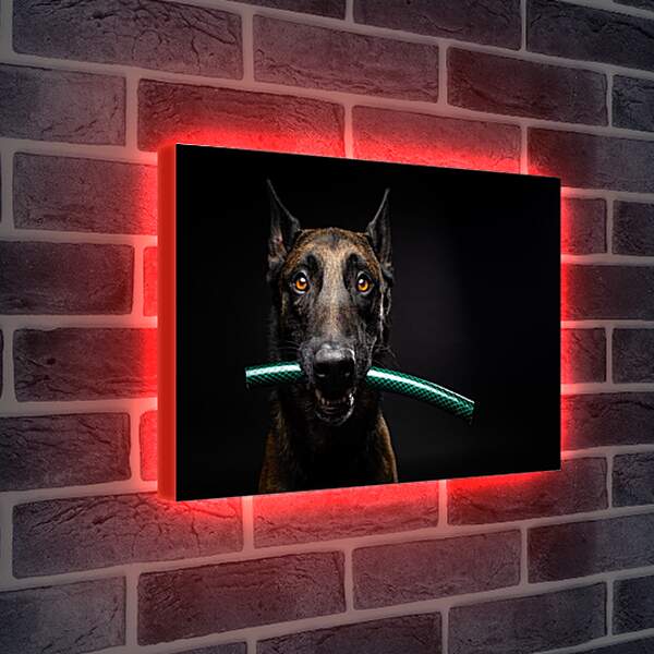Лайтбокс световая панель - Собака с палкой в зубах