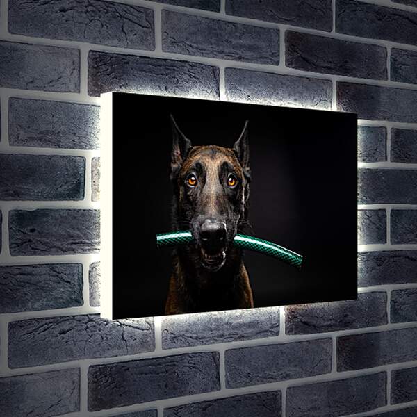 Лайтбокс световая панель - Собака с палкой в зубах
