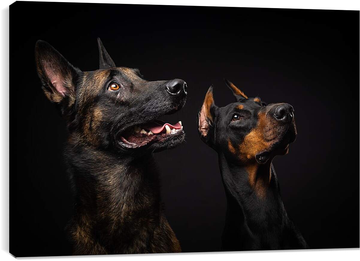 Постер и плакат - Две собаки