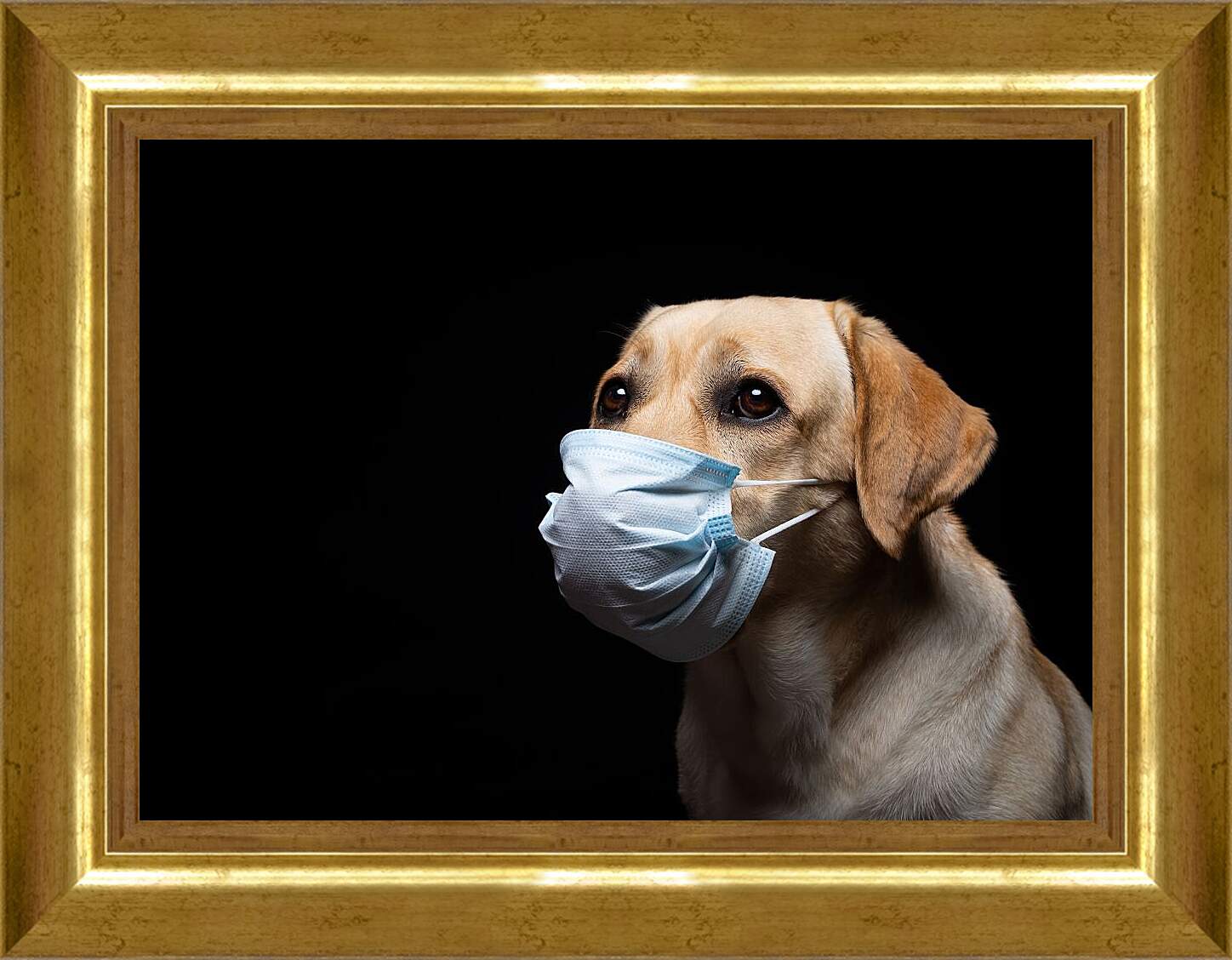 Картина в раме - Лабрадор-ретривер в медицинской маске