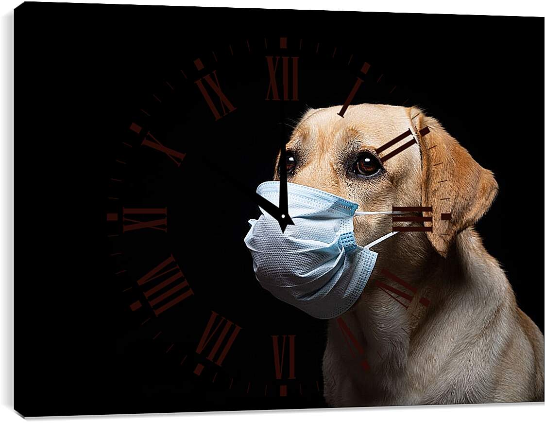 Часы картина - Лабрадор-ретривер в медицинской маске