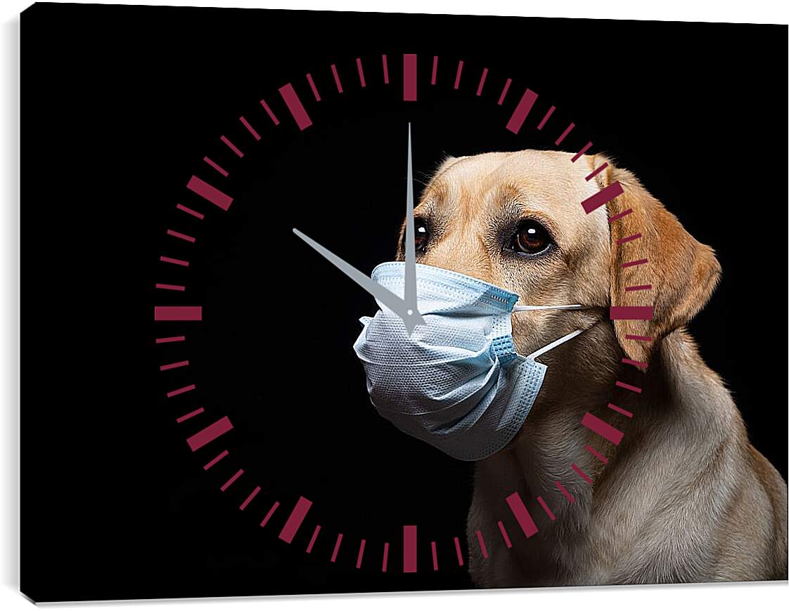 Часы картина - Лабрадор-ретривер в медицинской маске