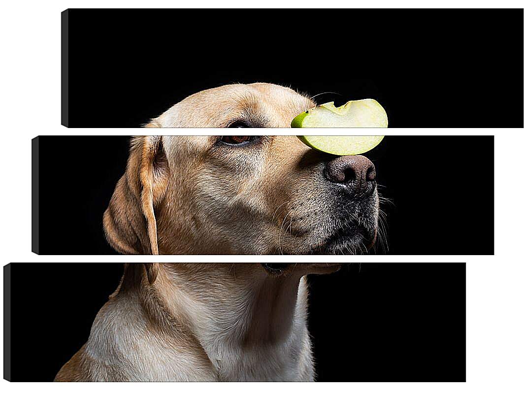 Модульная картина - Лабрадор-ретривер с кусочком яблока на носу
