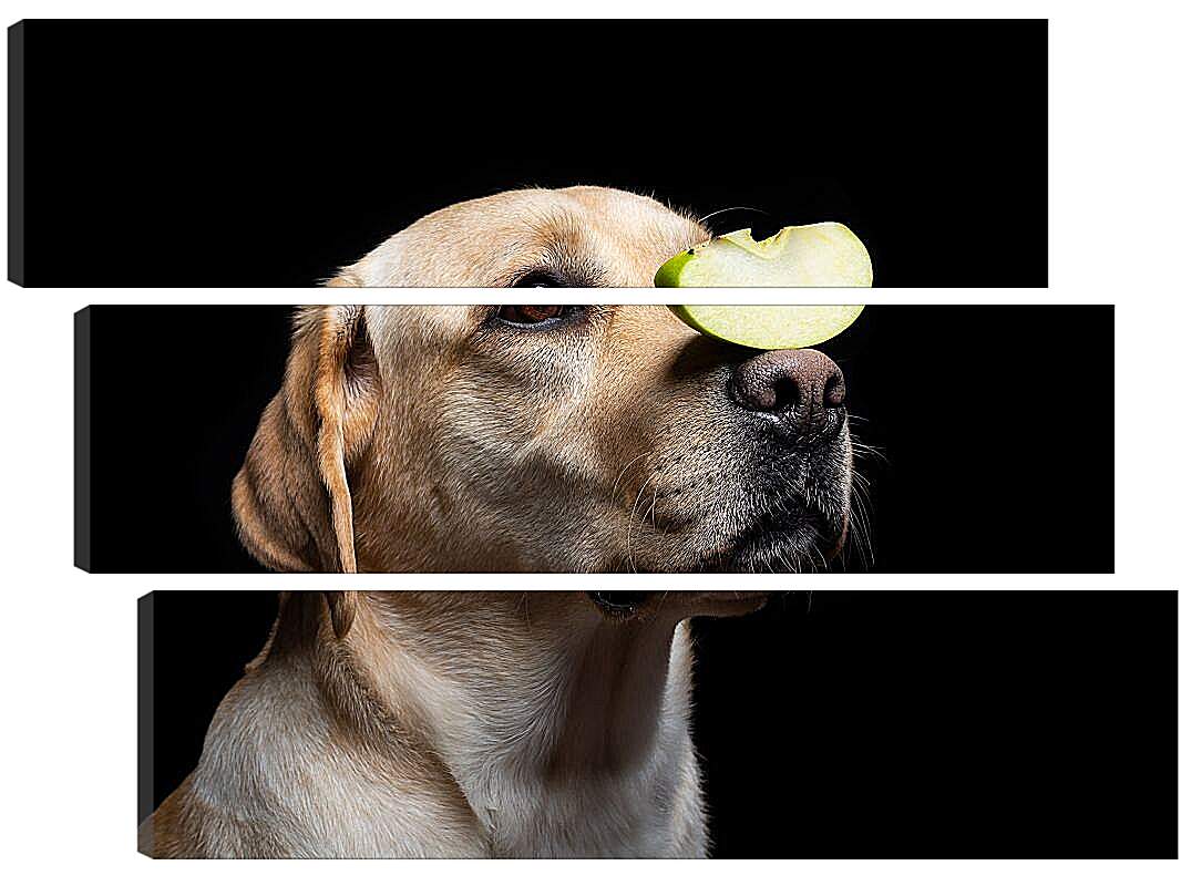 Модульная картина - Лабрадор-ретривер с кусочком яблока на носу