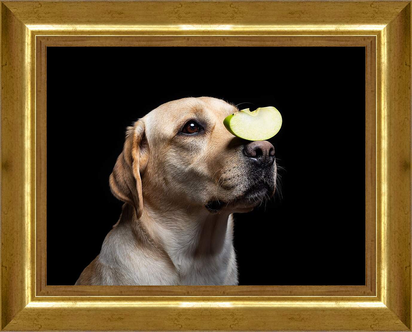 Картина в раме - Лабрадор-ретривер с кусочком яблока на носу