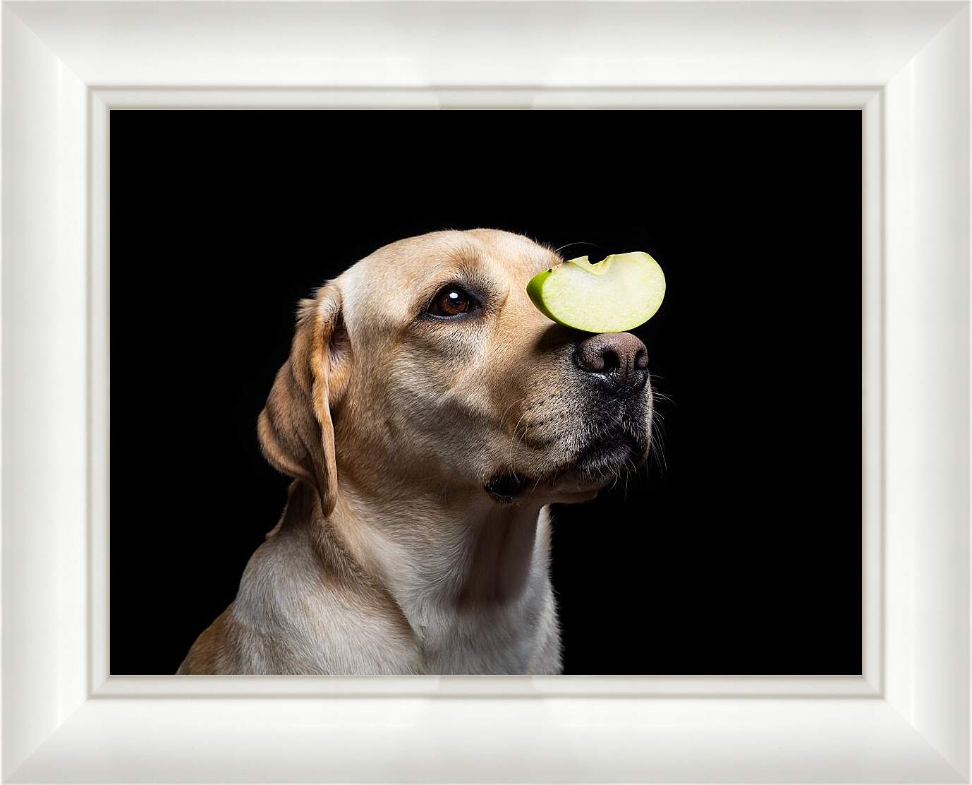 Картина в раме - Лабрадор-ретривер с кусочком яблока на носу