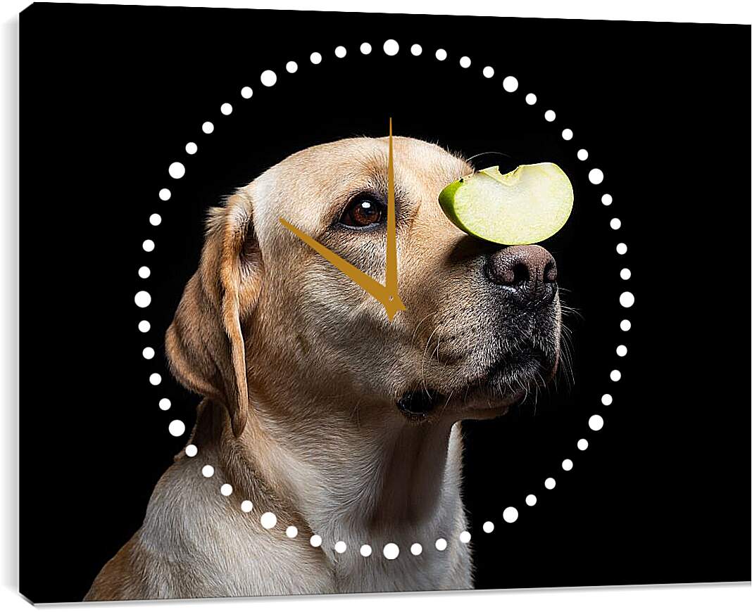 Часы картина - Лабрадор-ретривер с кусочком яблока на носу