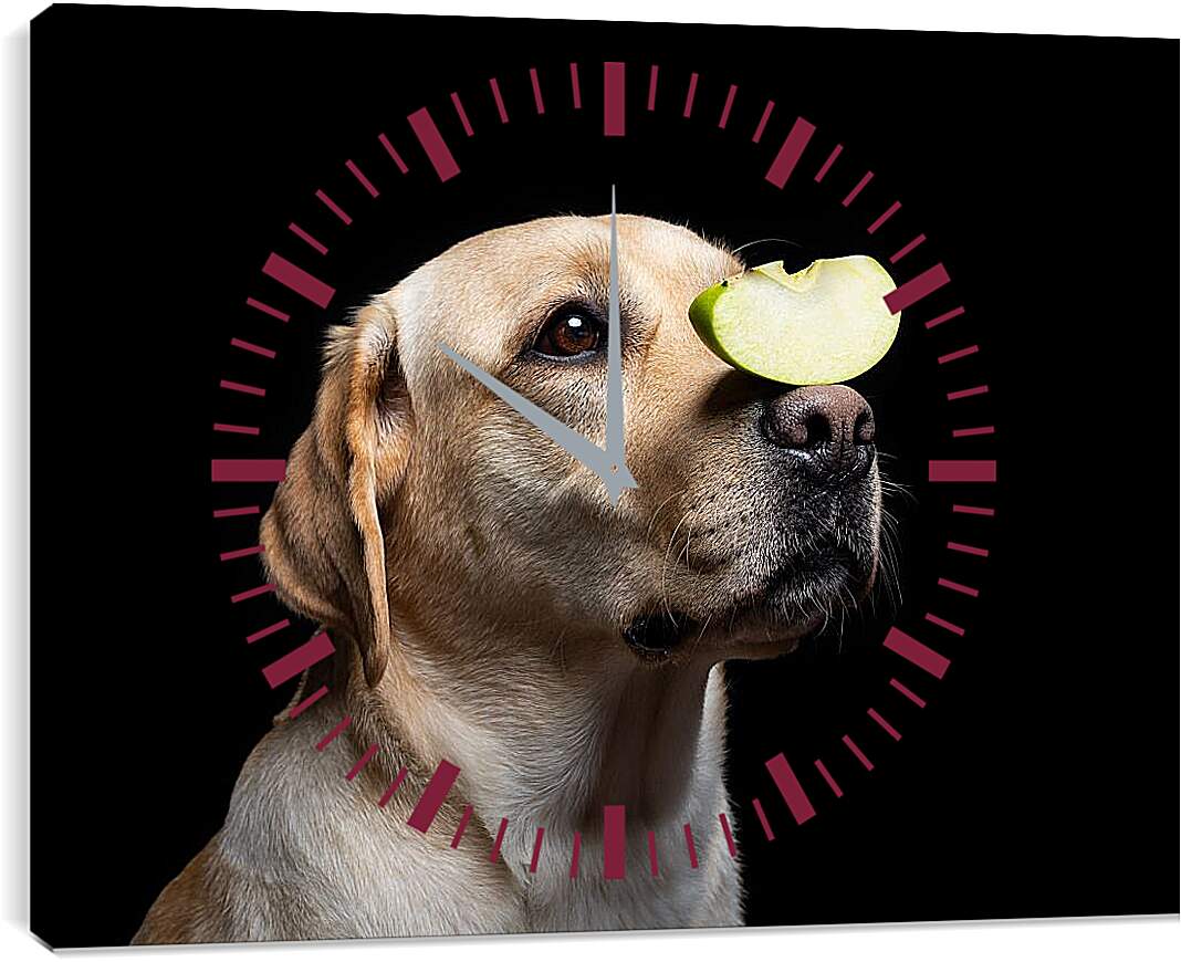 Часы картина - Лабрадор-ретривер с кусочком яблока на носу