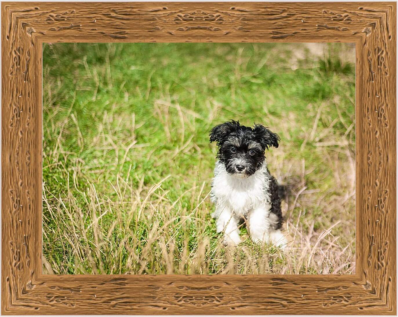 Картина в раме - Собака на поле