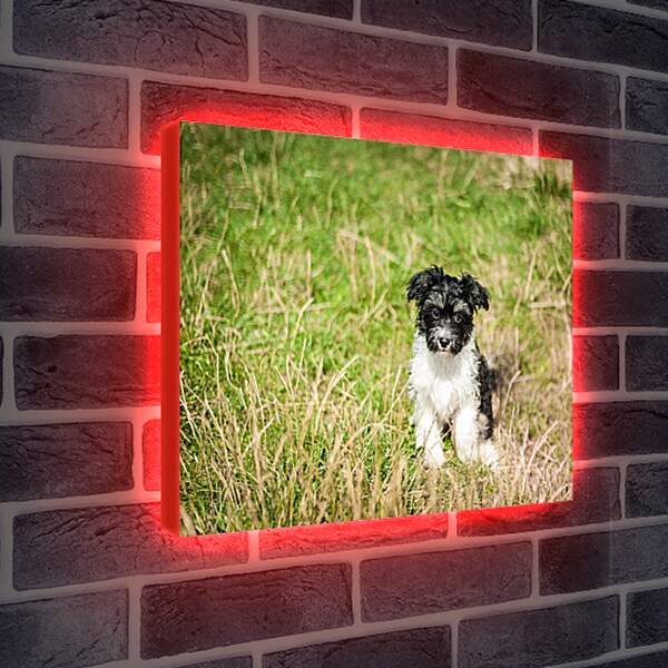 Лайтбокс световая панель - Собака на поле