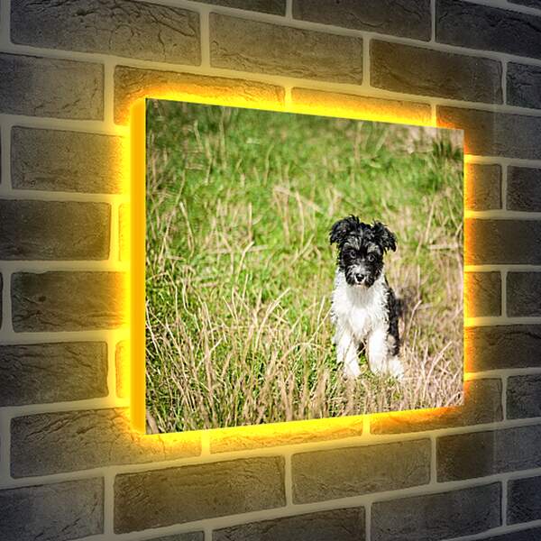 Лайтбокс световая панель - Собака на поле