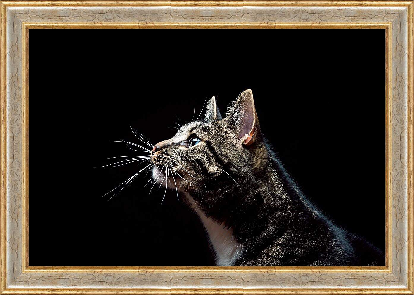 Картина в раме - Кошка